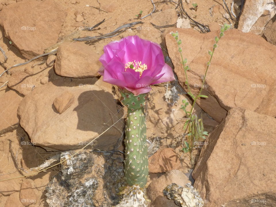 Cactus Flower Survived Amount the Rocks