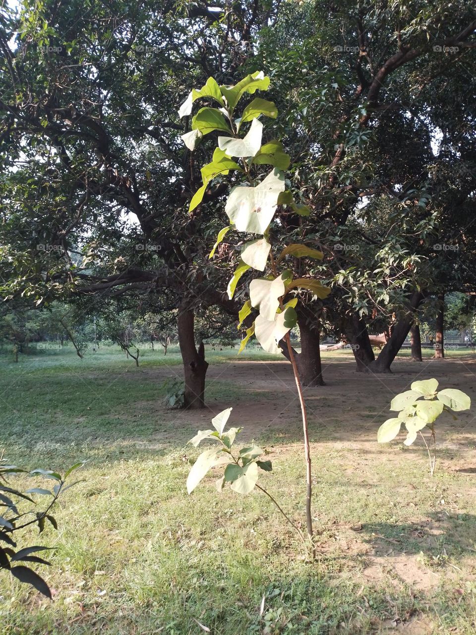 mango tree in garden