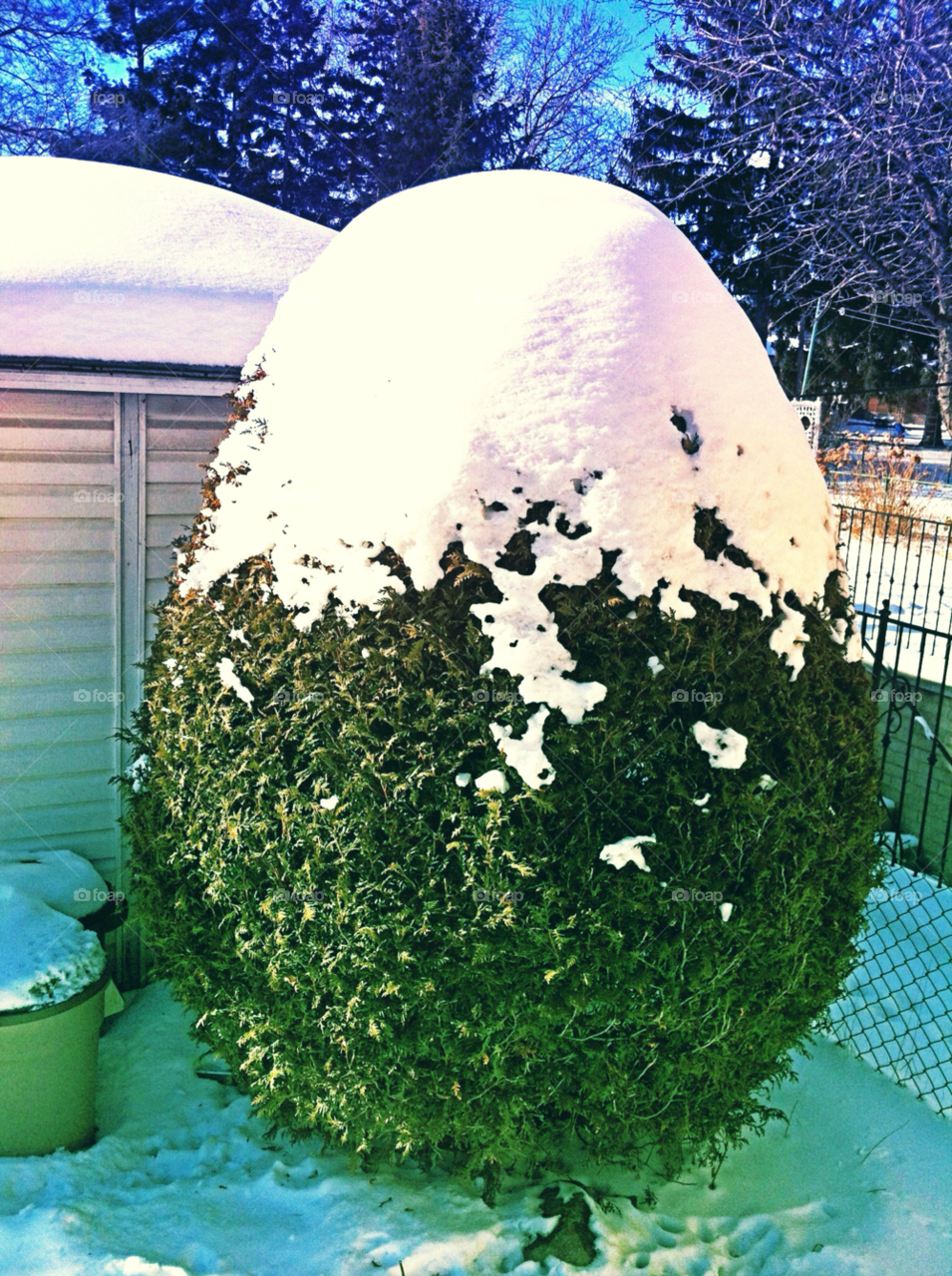 snow winter tree sunny by dodgercraz