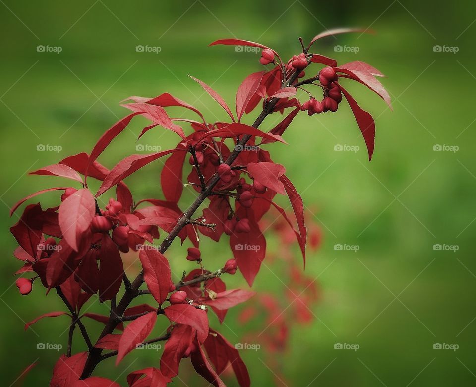 Red branch tree leaf green background autumn nature beauty flowers close-up outdoors garden