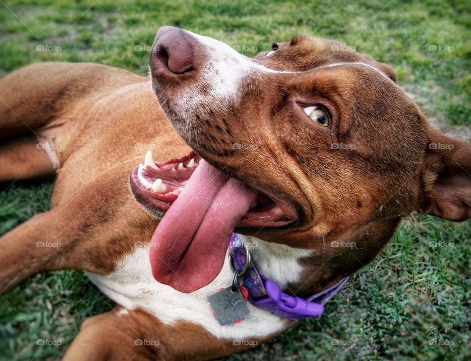 Smiling Tongue Out Happiness