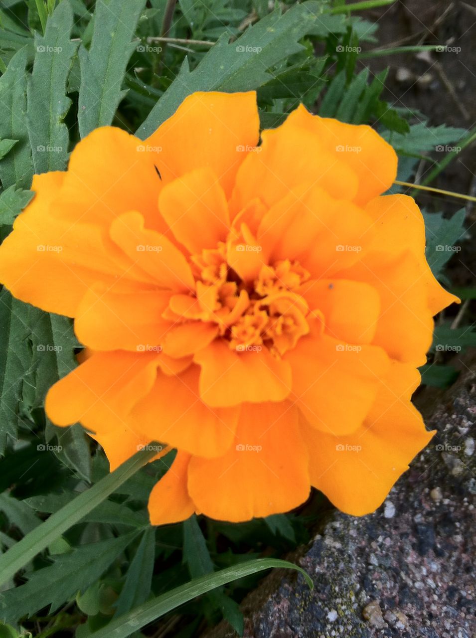 marigold . garden series 