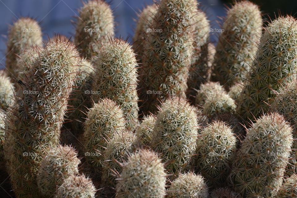 green cactus on my terrace