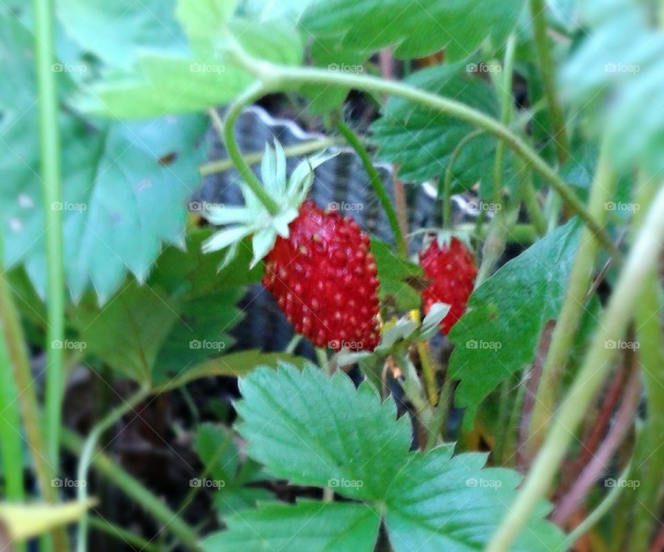 Strawberry plant.. Still growing and looking sweet.