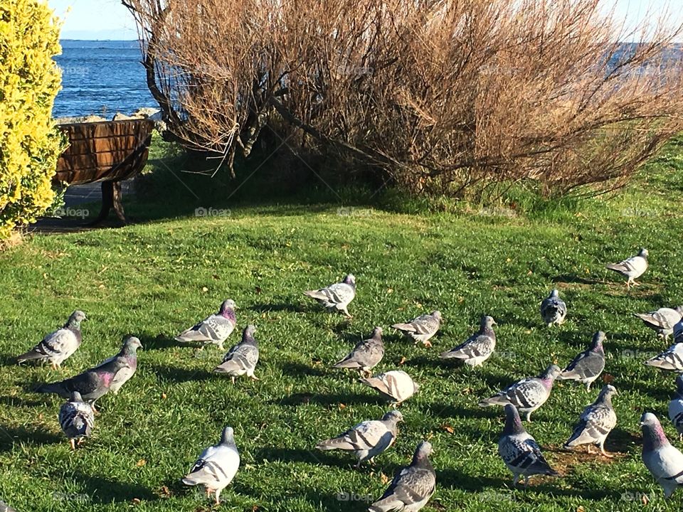 Seagull gathering