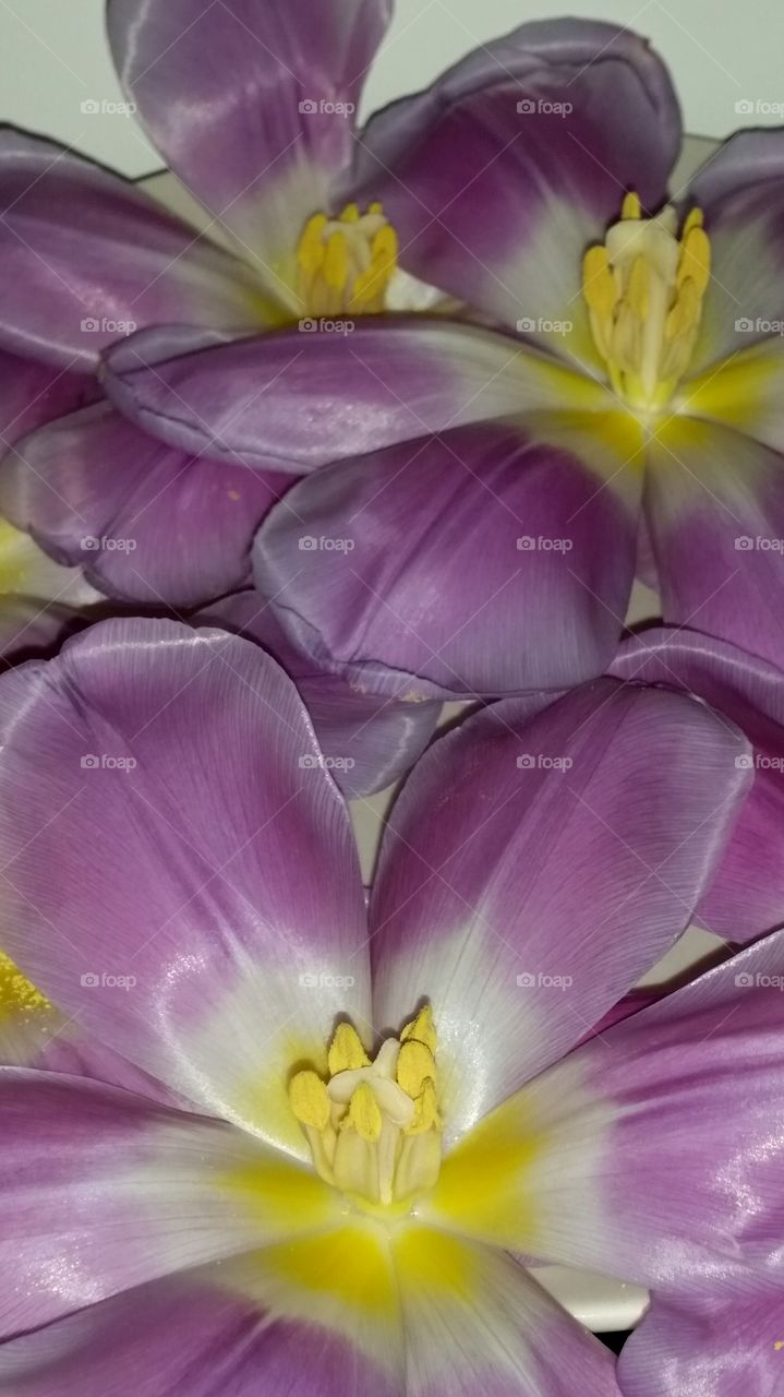 Love Tulips!