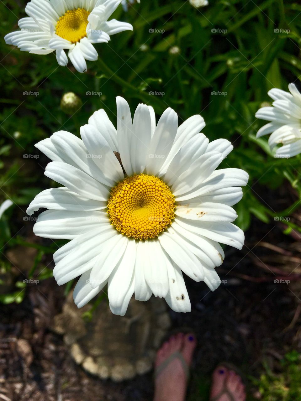 Shasta daisy closeup 