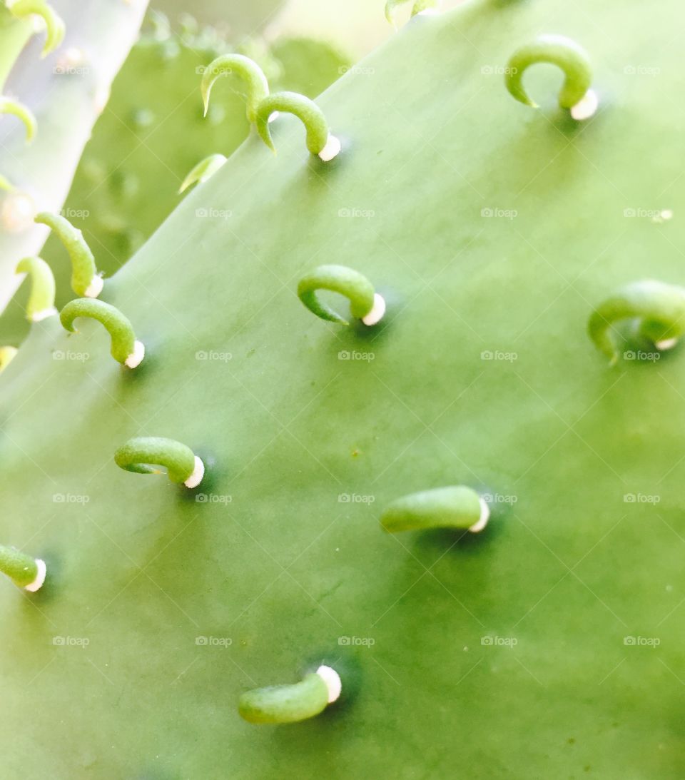 Prickly pear cactus pad