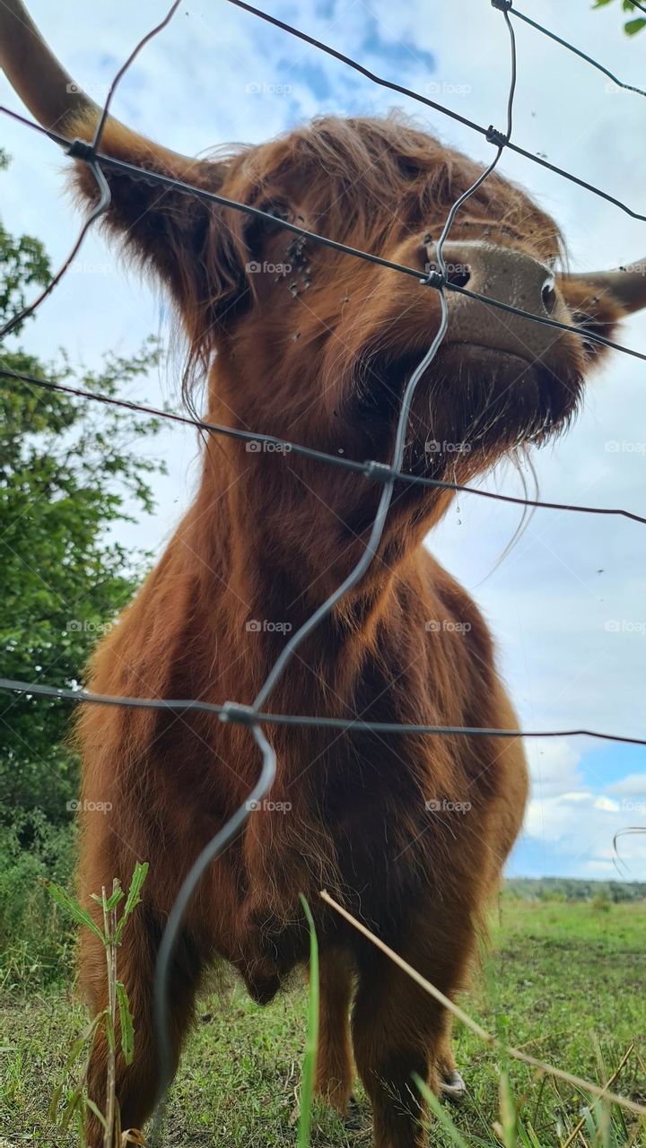 Kuh cow Tier animation Rind