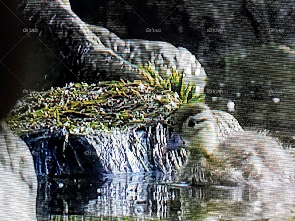 one bird photography