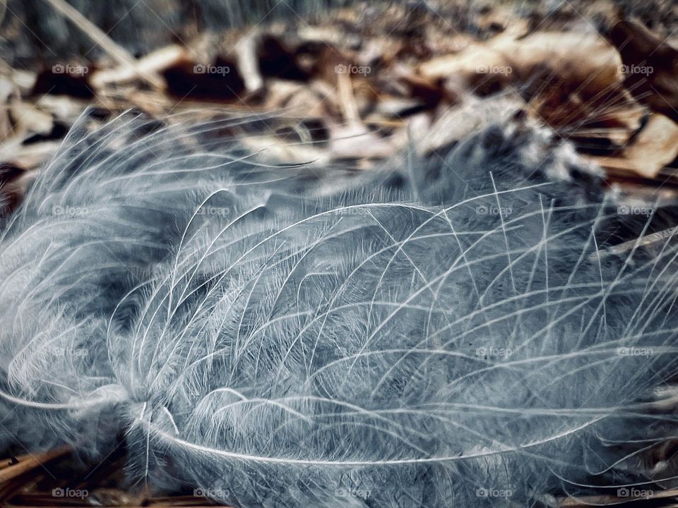 Ground level view of downy wild bird feathers. They are nestled in dry leaves on the forest floor.