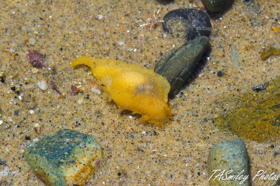 Yellow Slug