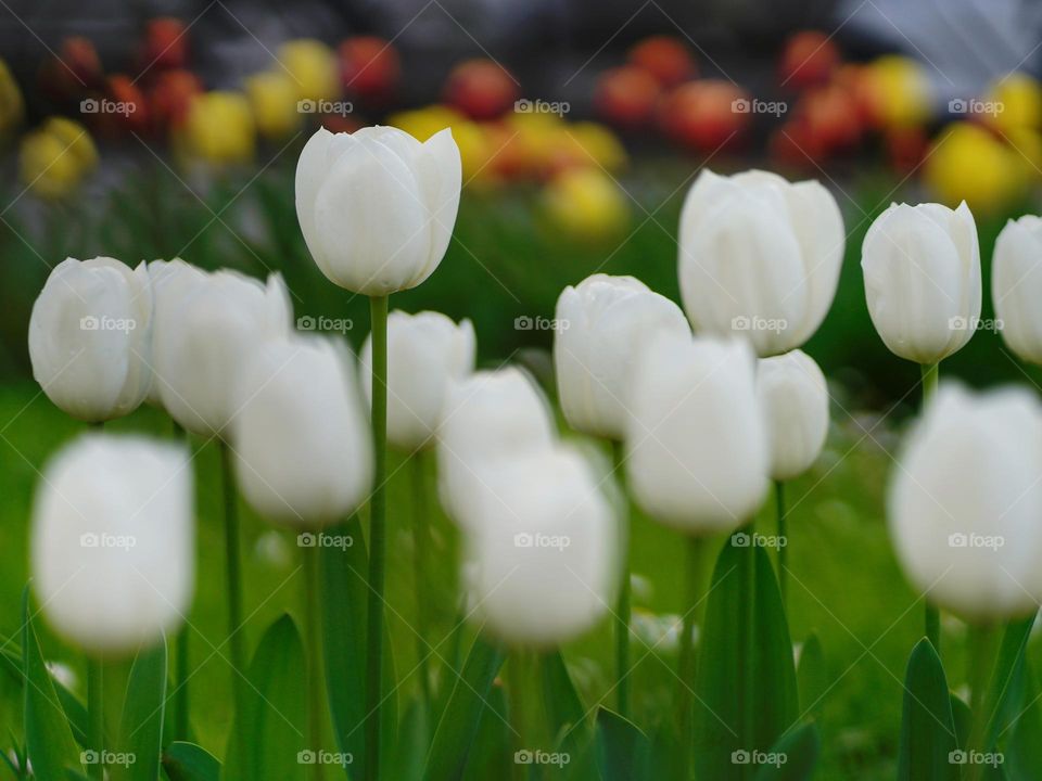 Tulips