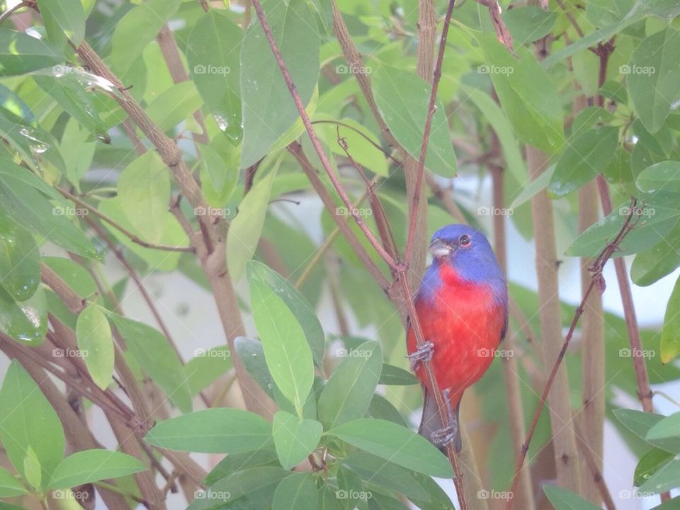 painted Bunting 2