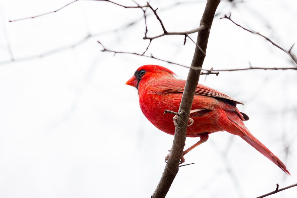 One red cardinal bird sitting alone on a tree branch with no leaves outdoors 