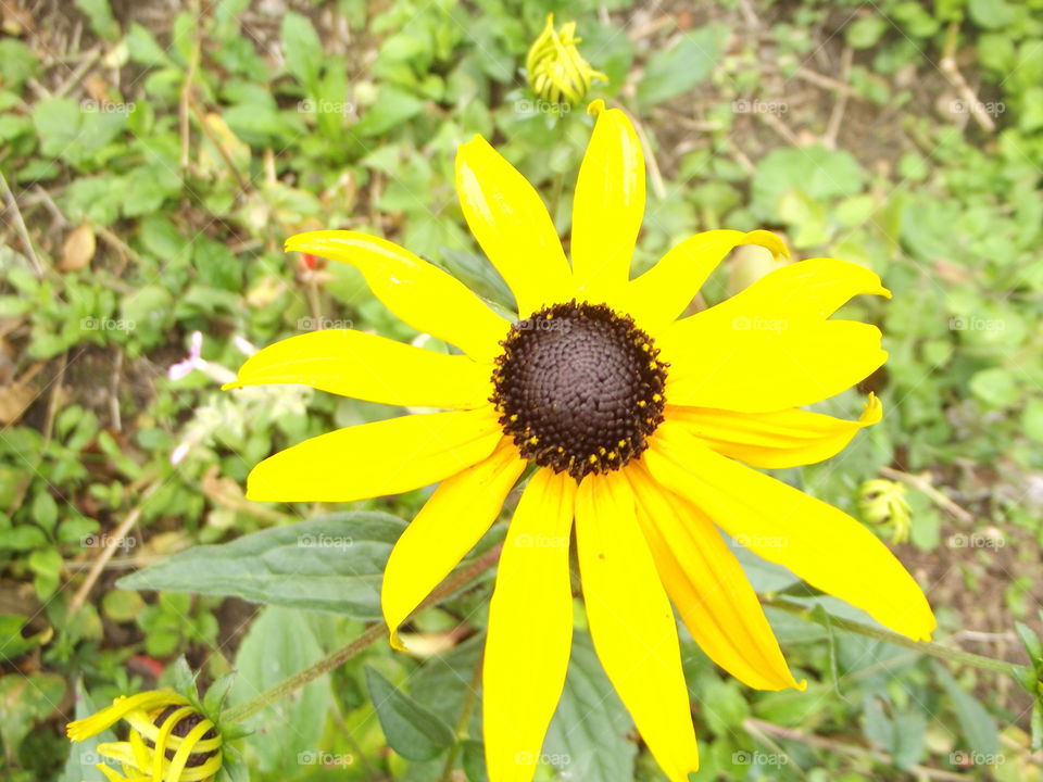 Bright Yellow Flower