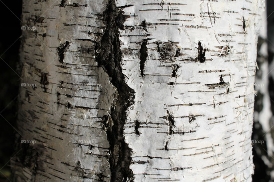 tree bark