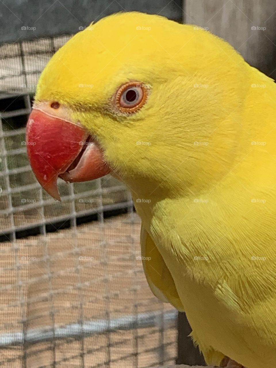 Yellow Parrot