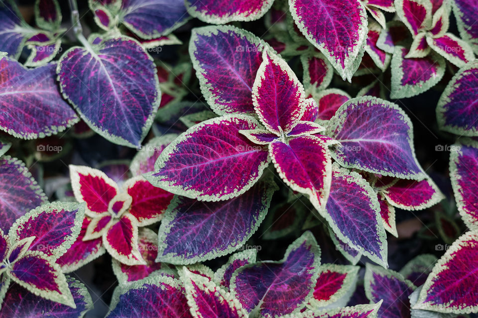 top view of red bright plants