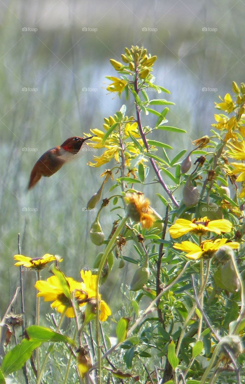 Hummingbird hovering 