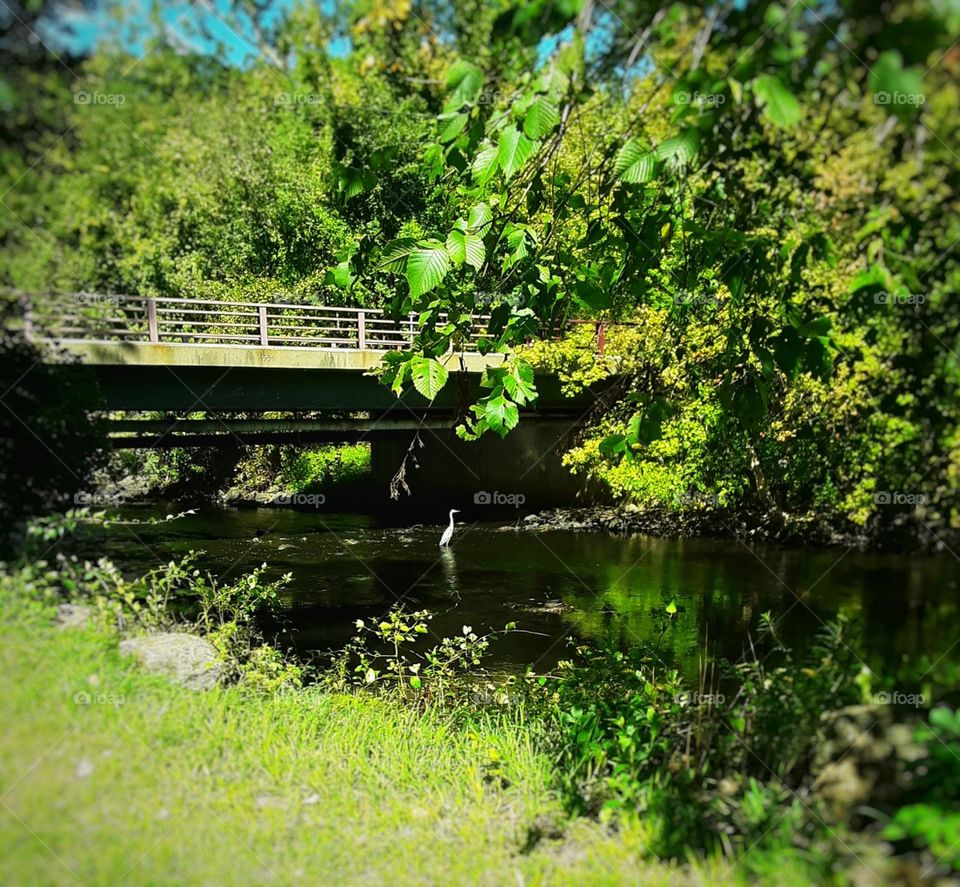 bridge and heron