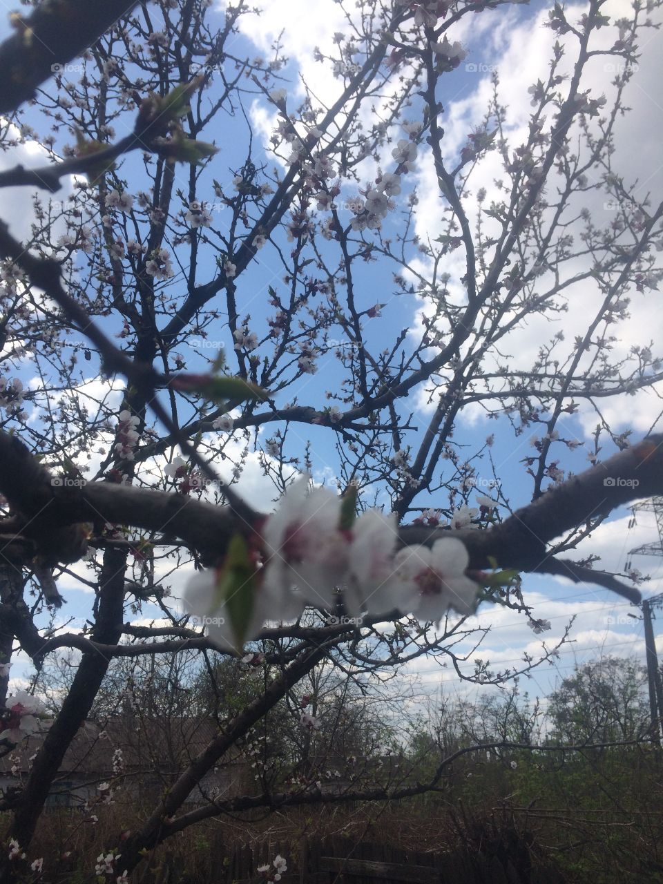apricot blooms