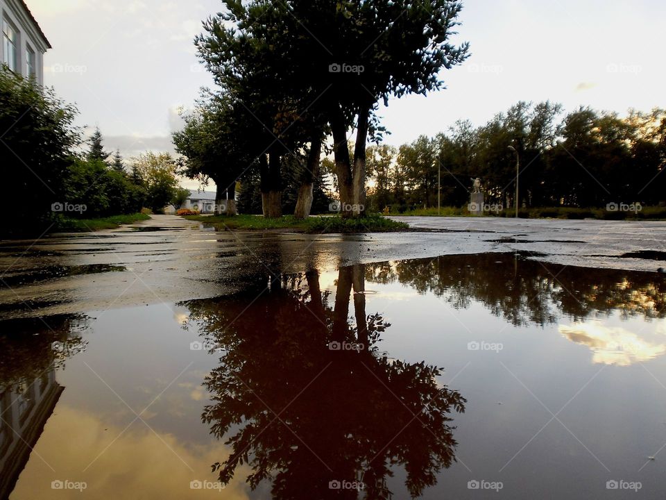 No Person, Tree, Water, Reflection, River