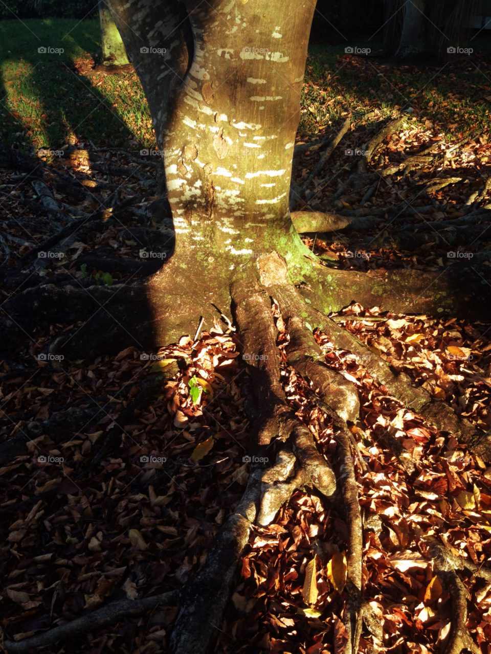 nature morning tree shadow by jmsilva59