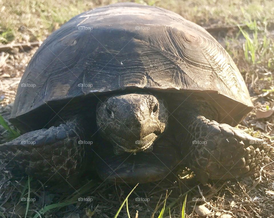 Gopher tortoise 