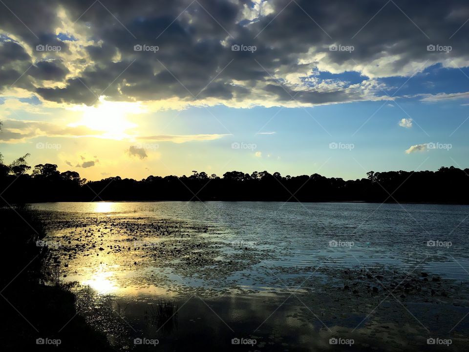 Lakeside forest 