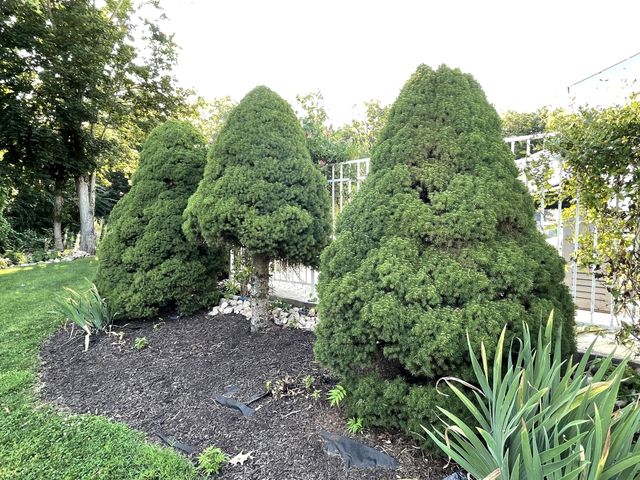 Decorative trees 