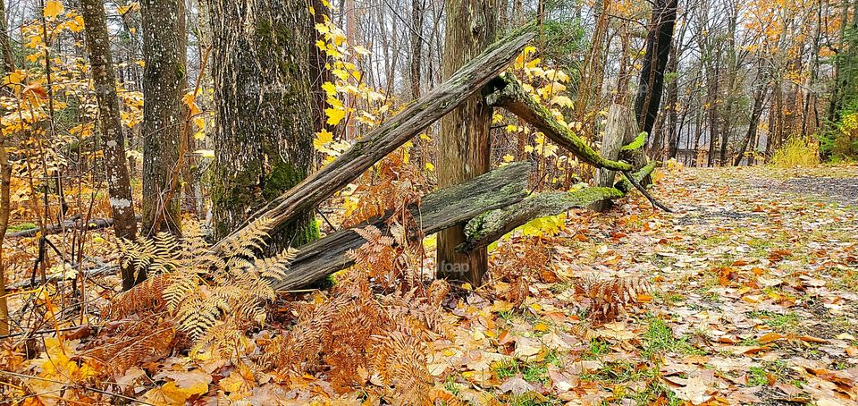 Driftwood fence in Autumn