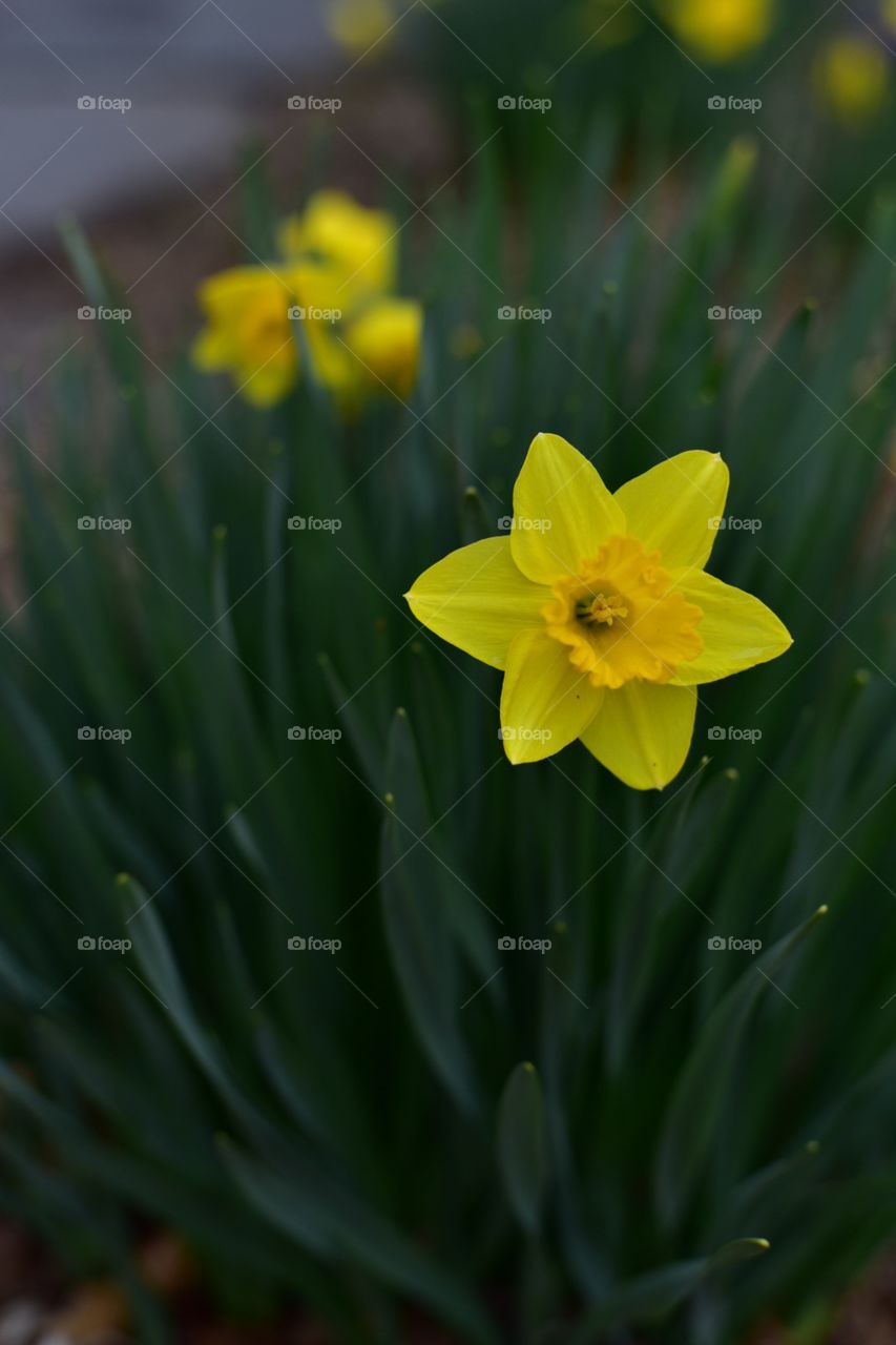Springtime daffodils in bloom