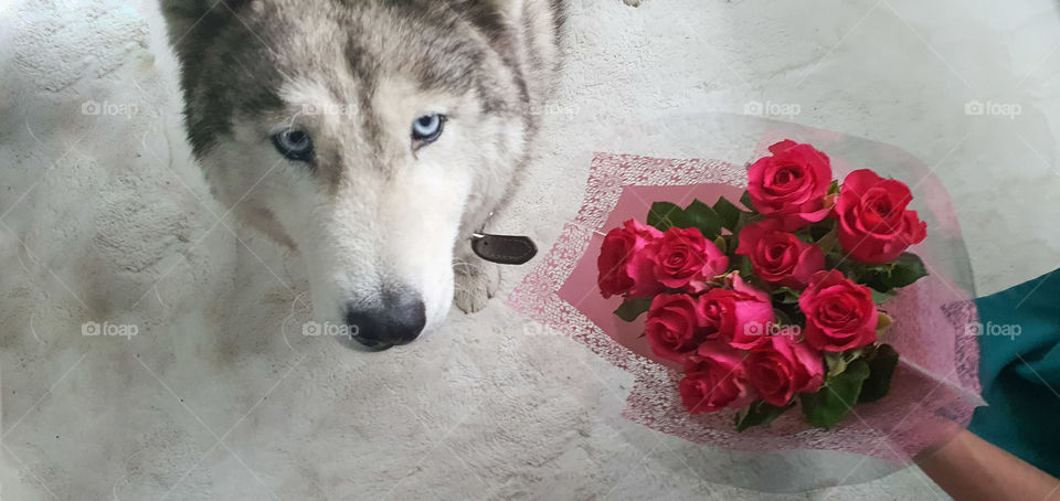 dog husky flowers roses forever love animal