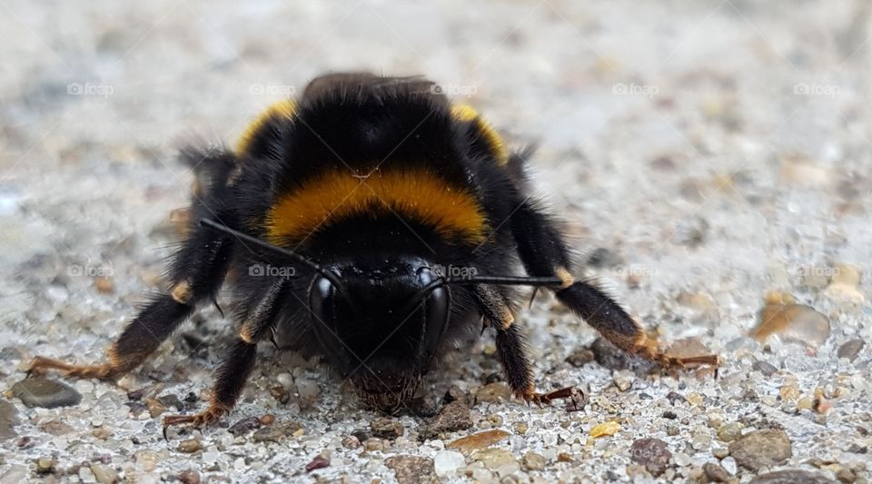 bumble bee on concrete