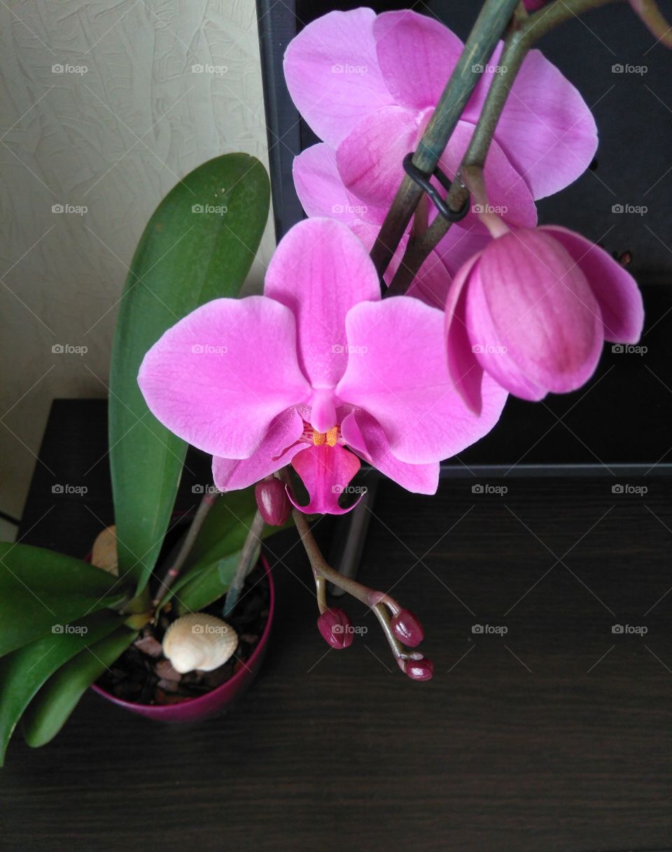 purple orchid flower house plants beautiful