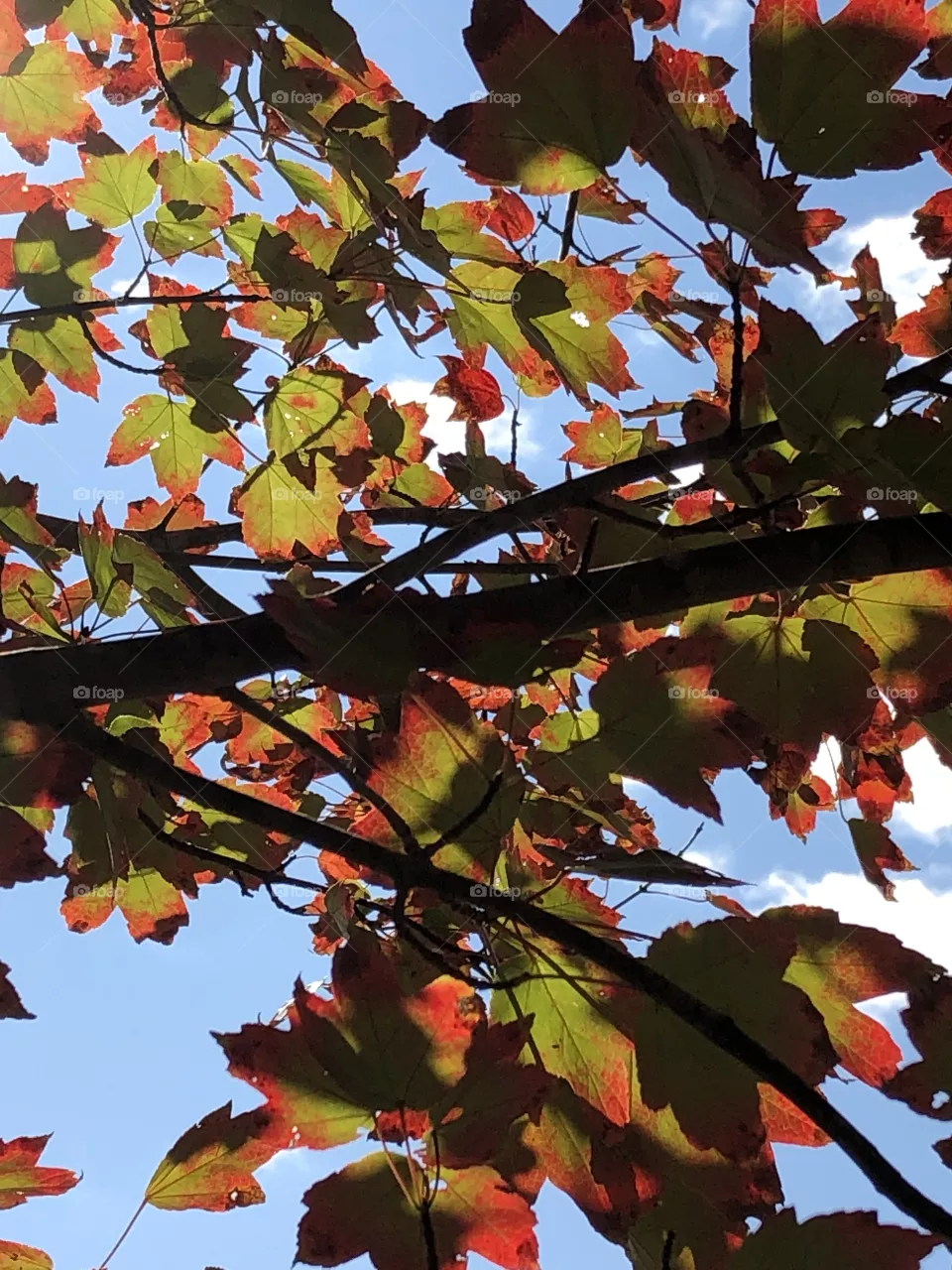 Beautiful Red and Green Fall Foliage