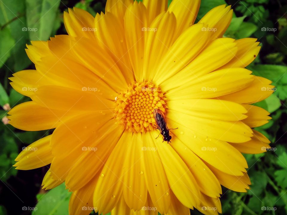 Closeup shot of beautiful flower