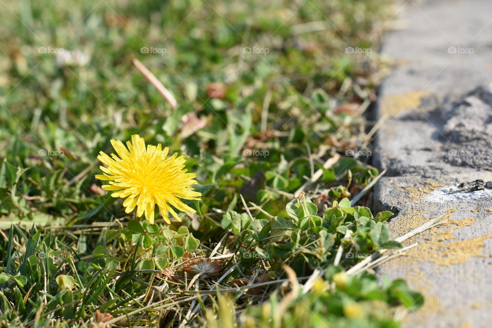 Small dandelion flower on the sidewalk