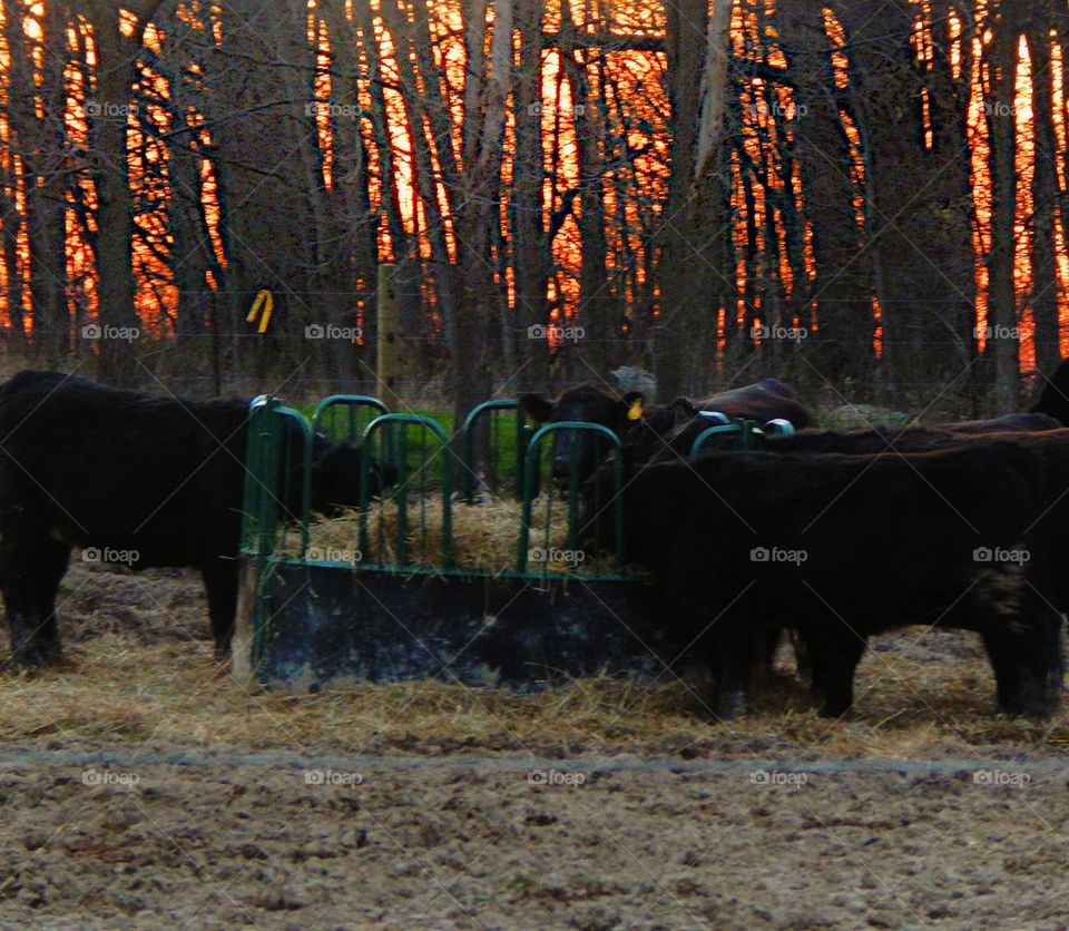 cows in the country gathered to eat with sun setting behind trees behind them