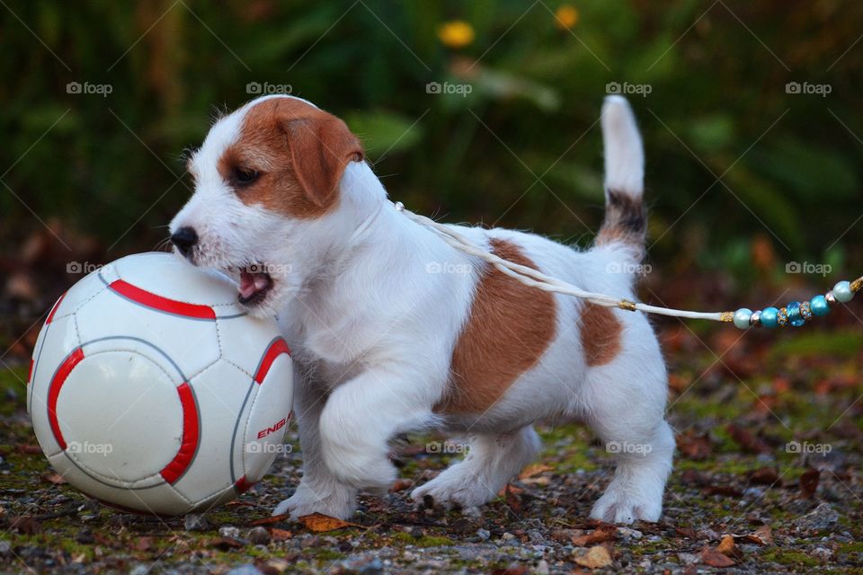 Dog, Cute, Mammal, Portrait, Pet