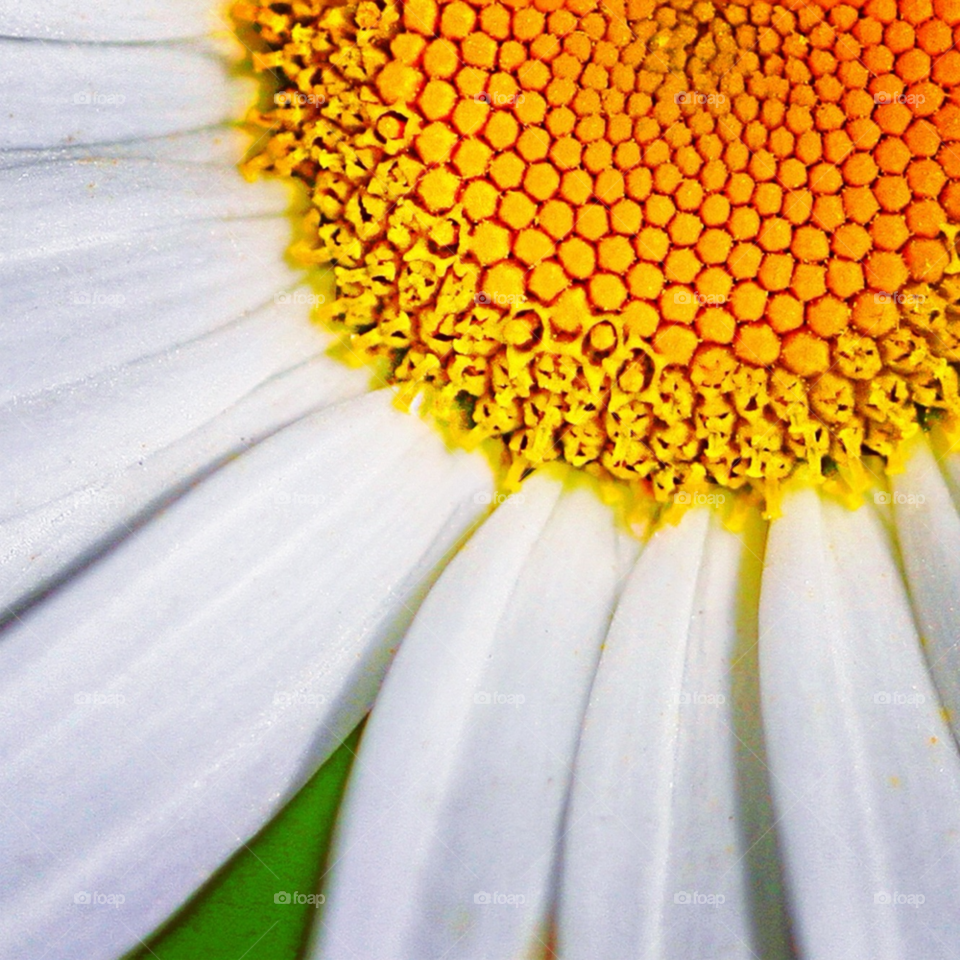 yellow flower macro white by lightanddrawing