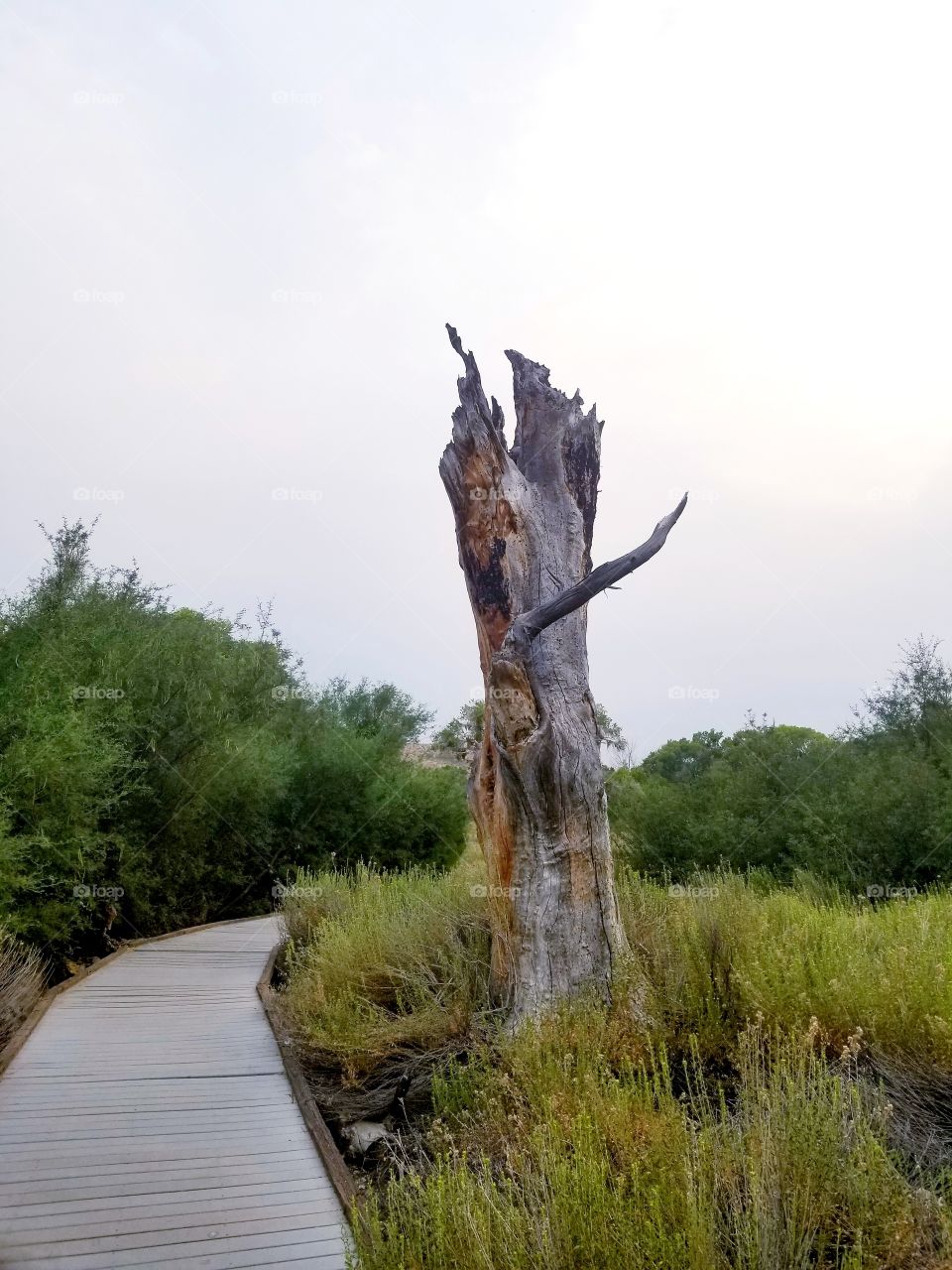 white boardwalk surrounded by green plants and a tree stump