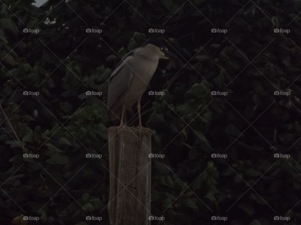 Bird, No Person, Wildlife, Wood, One