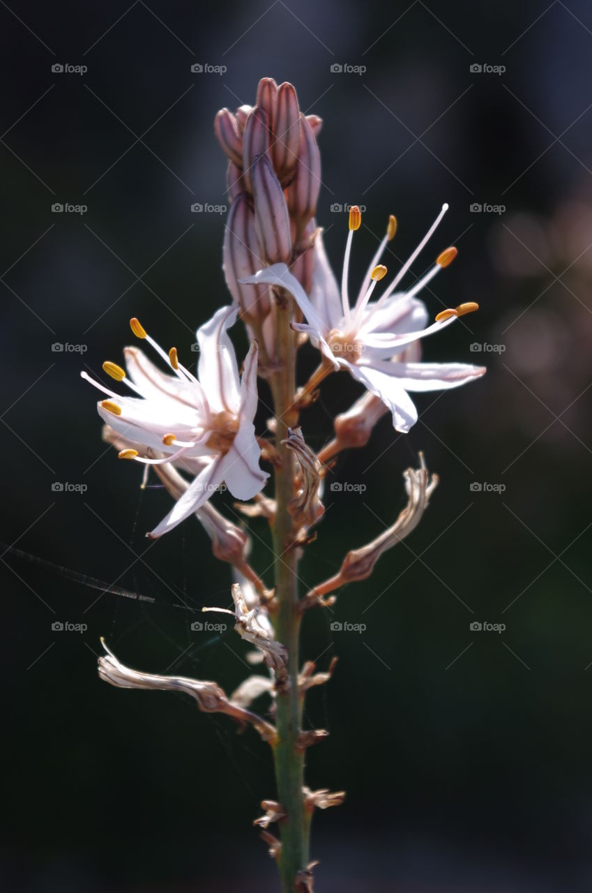 Sea flower