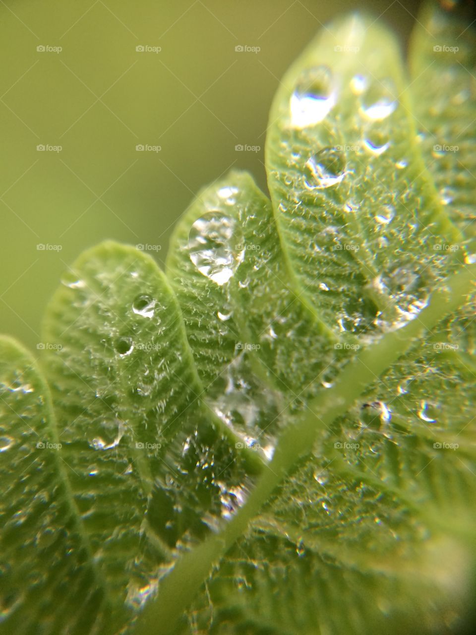 Fern leaf close up 