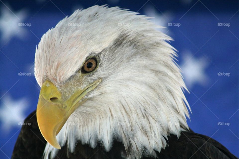 Bald eagle