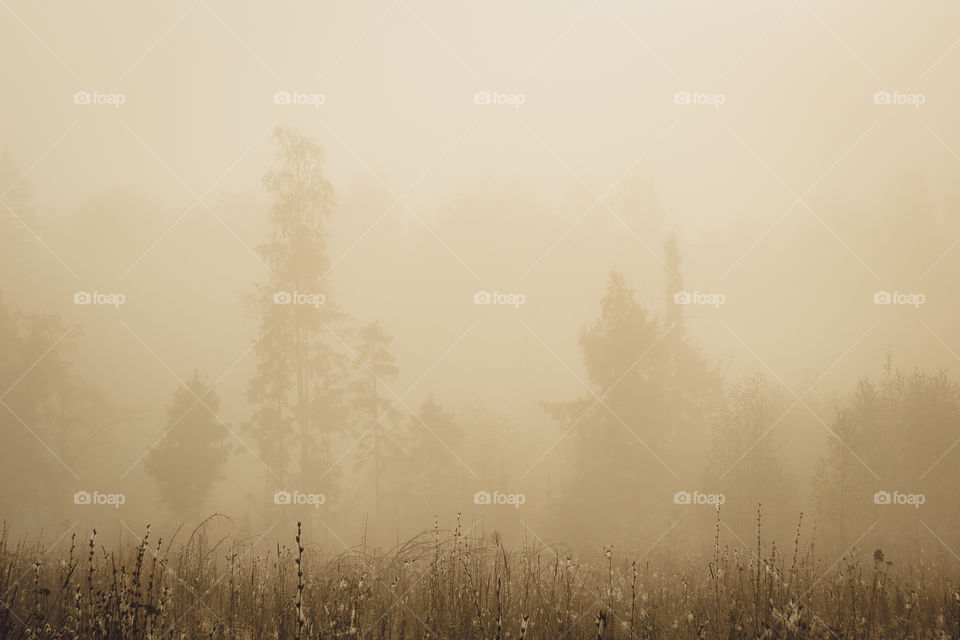 Autumn misty landscape at early morning 