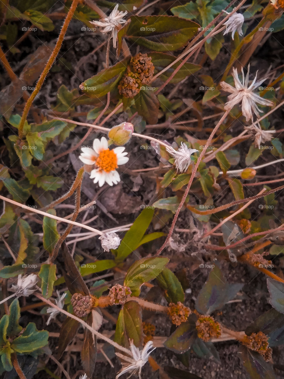 Abloom flowering or being in bloom; blossoming; thriving in beauty, health and vigor. Blooming blossoming; flowering; flourishing; thriving in vigor, health and beauty. Blossoming the process and time of budding and unfolding of blossoms.