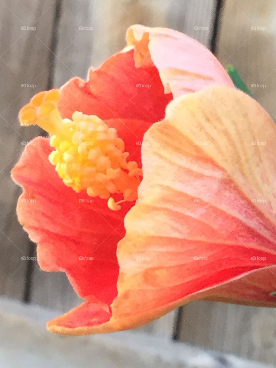 Close up of hibiscus on patio